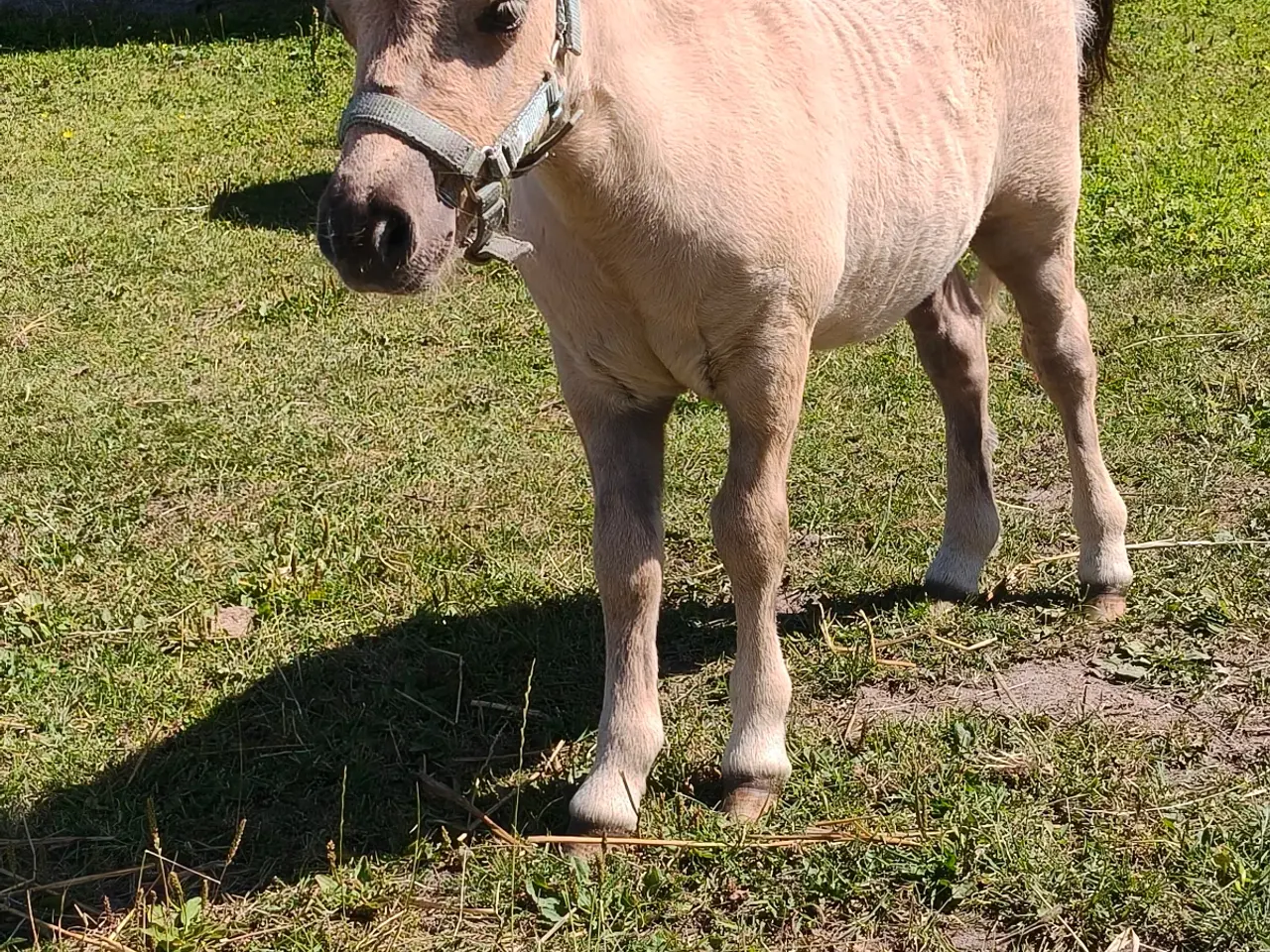 Billede 2 - Smuk palomino hingst