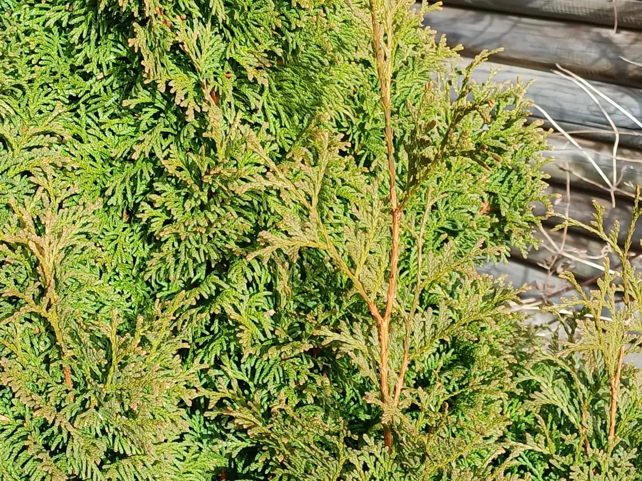 Billede 6 - Stor flot Thuja