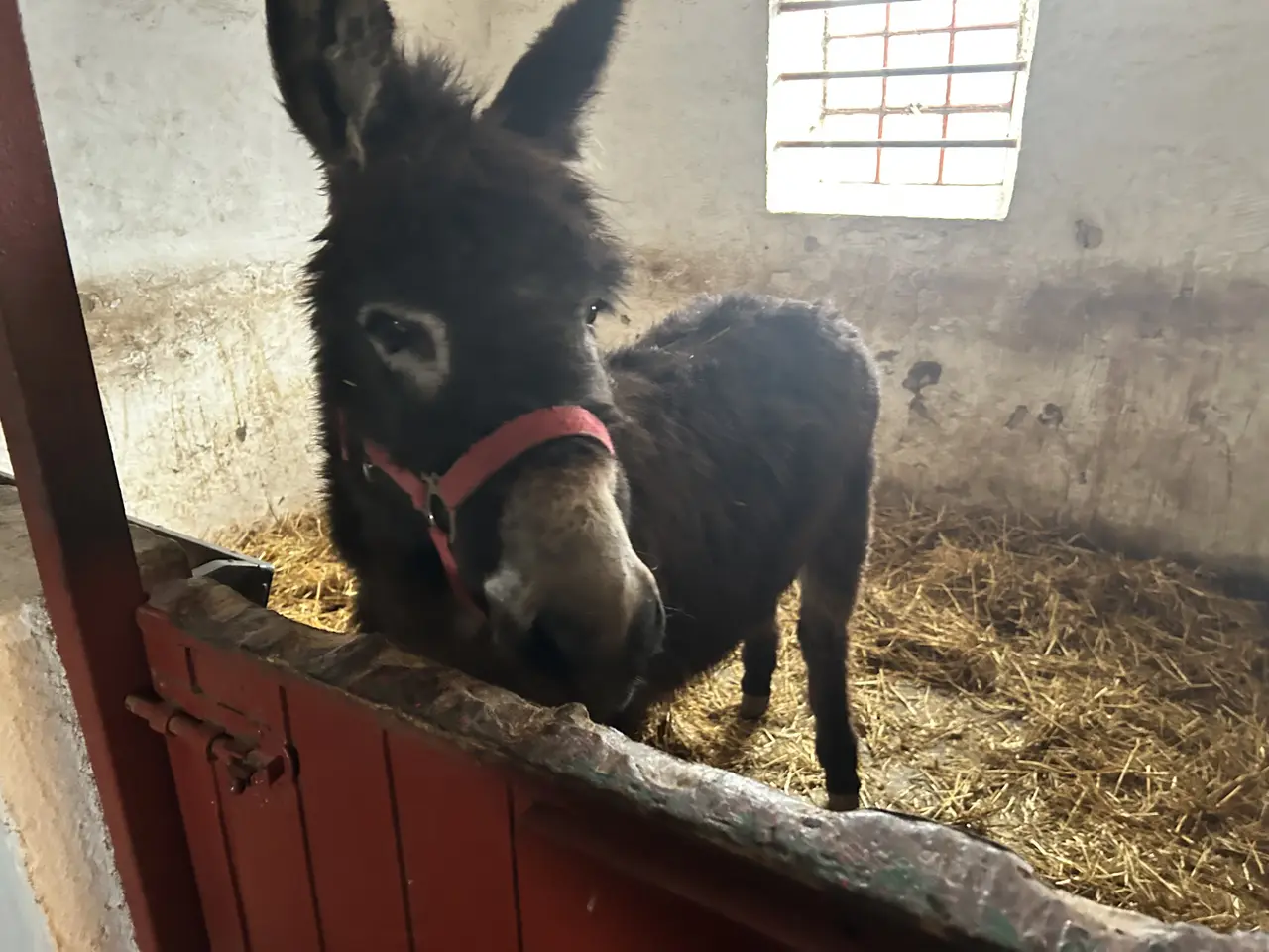 Billede 2 - Æsel hingst fra sep 24