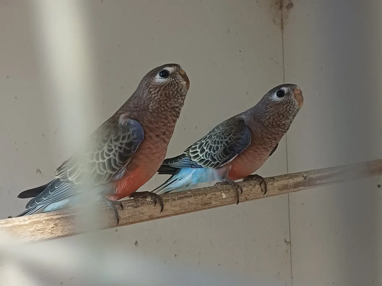 Billede 2 - Bourks