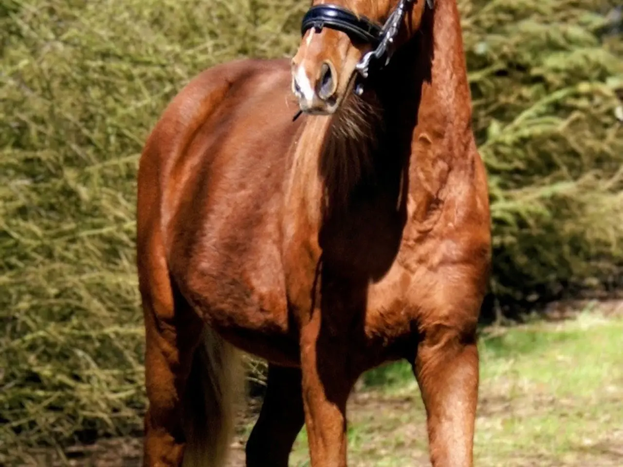 Billede 4 - Dansk Sports pony ( kat 1)