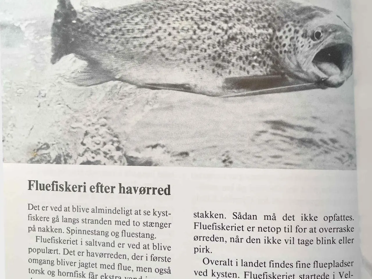 Billede 5 - Kystfiskeri 