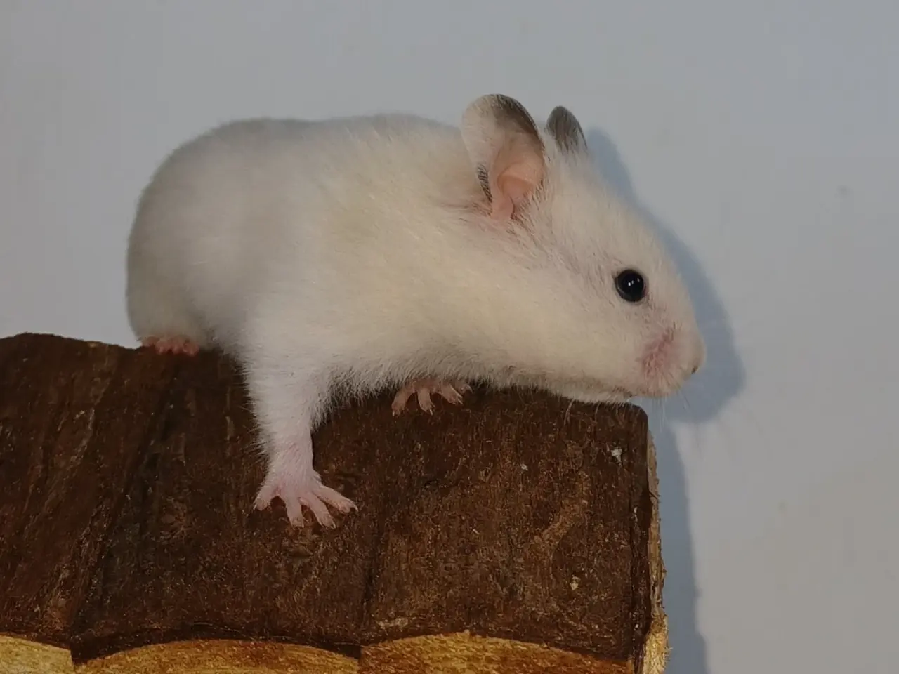 Billede 8 - Guldhamster unger