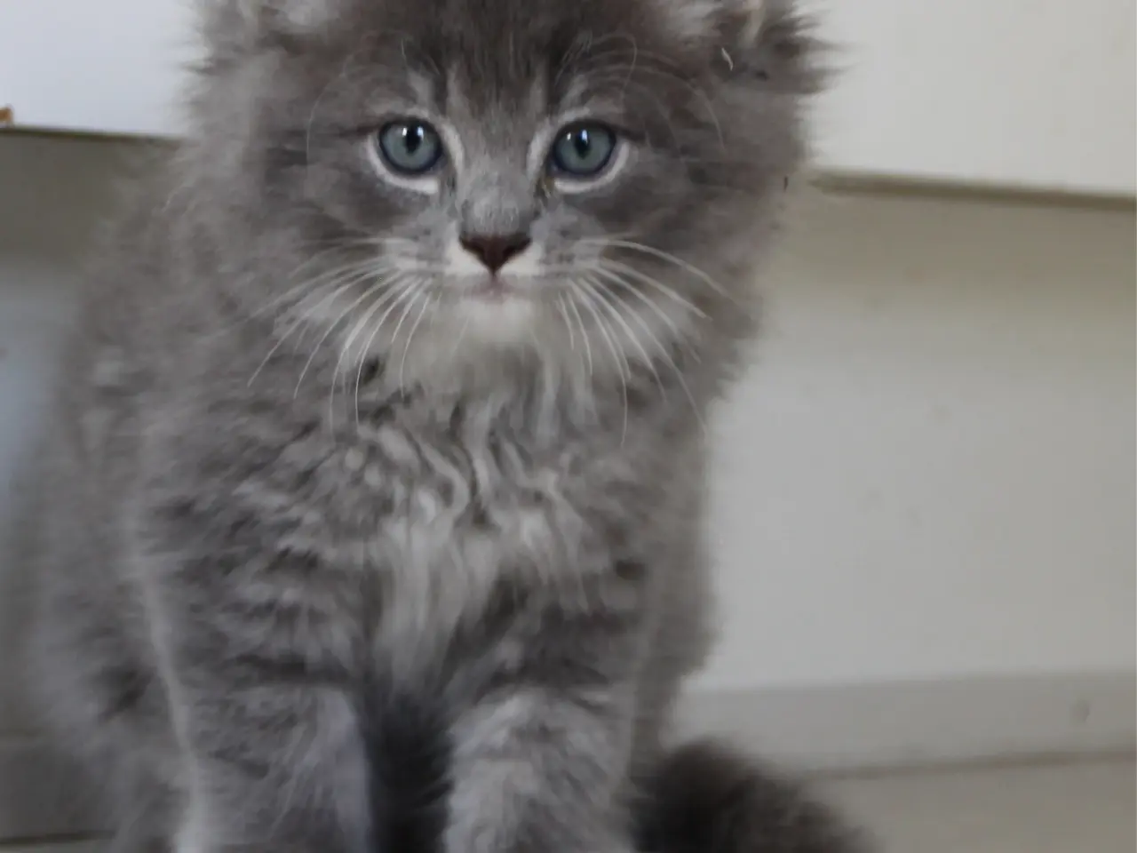 Billede 10 - Lækre 3/4 Ragdoll +1/4 perser killinger, katte
