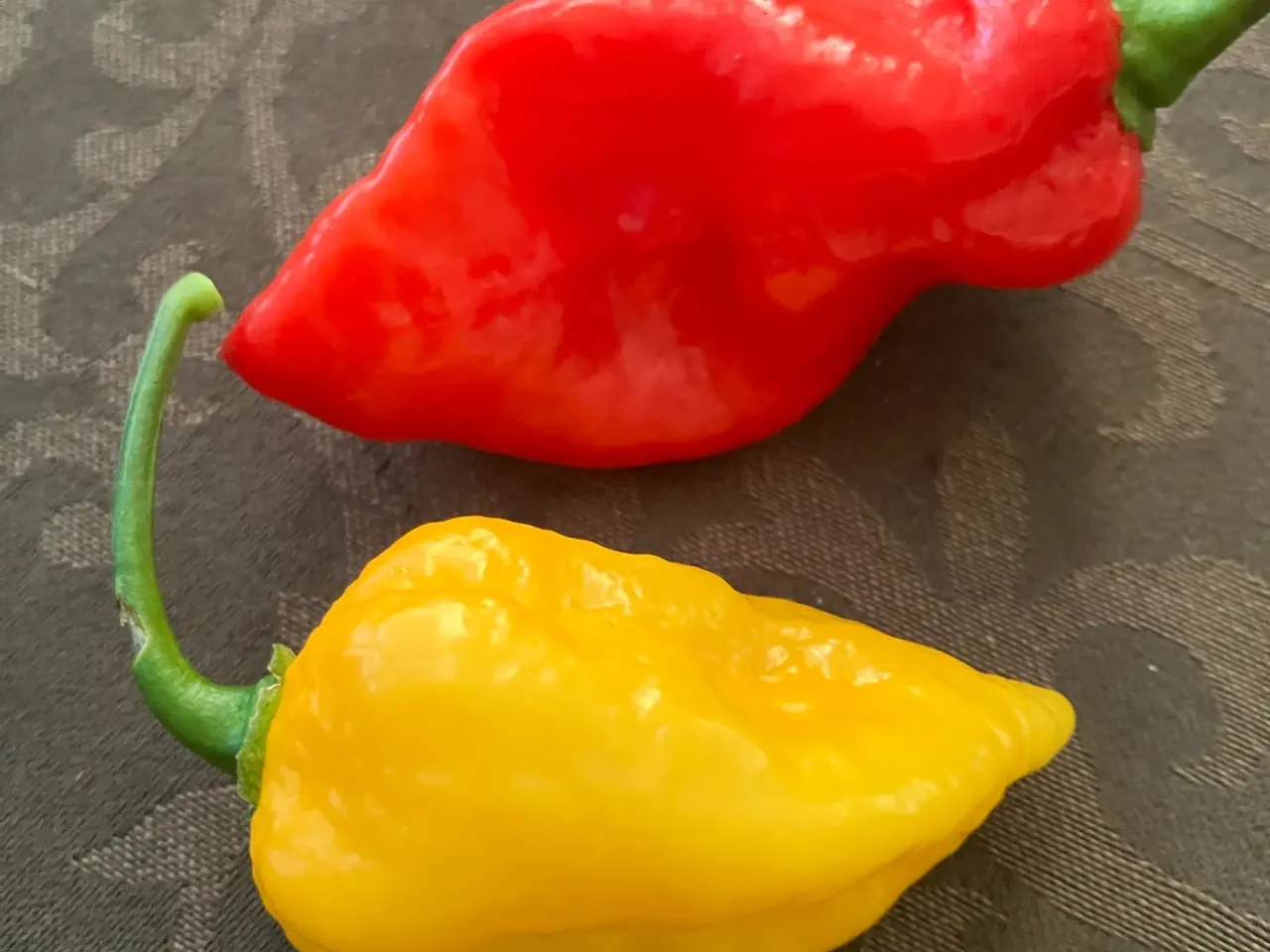 Billede 1 - Komodo dragon chili frø