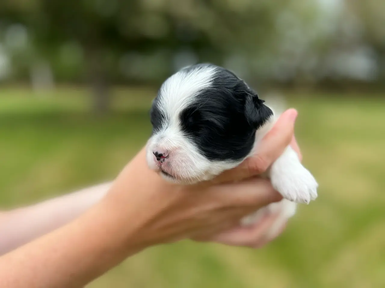 Billede 9 - Havanais - shihtzu