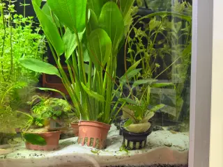 Super flotte akvarieplanter fra 10kr.