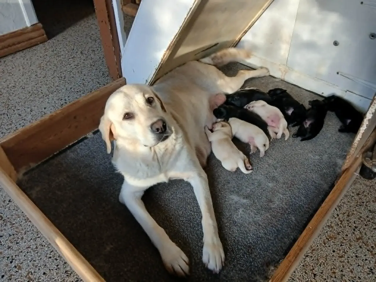 Billede 3 - Hvalpe Labrador Retriever