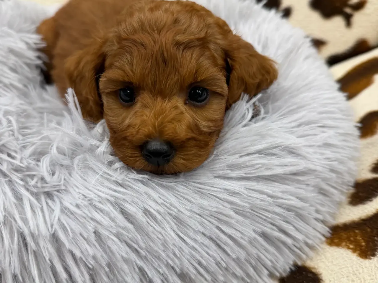 Billede 10 - Skønne mini Maltipoo hvalpe