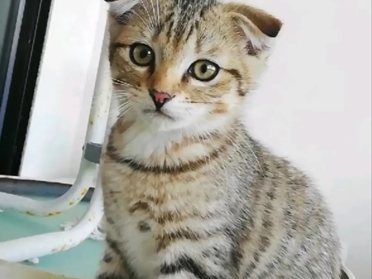 Billede 9 - Tiger – charmerende Scottish Fold han søger kærlig