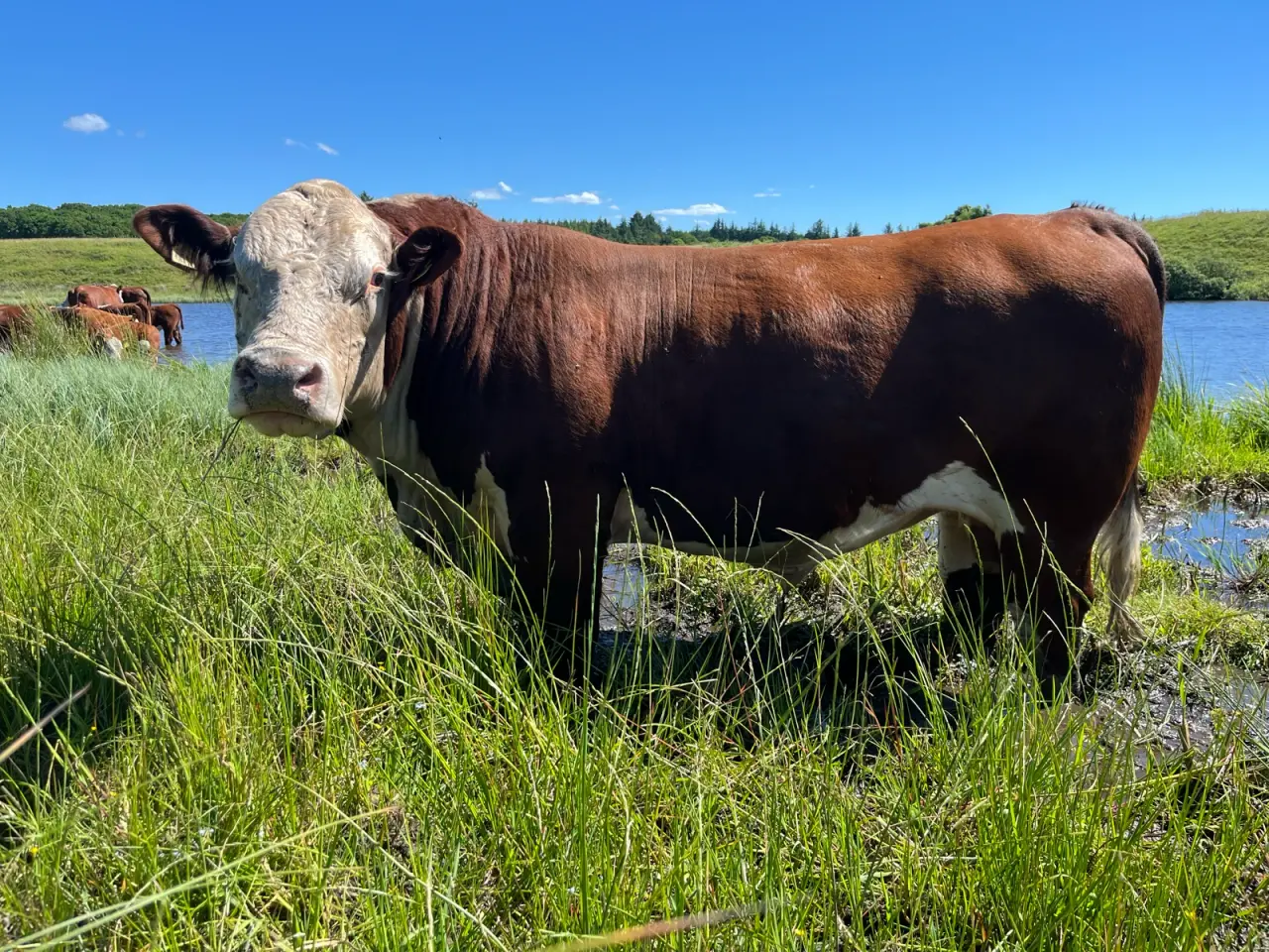 Billede 1 - Hereford Avlstyr på 3,5 år. 
