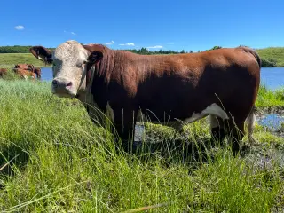 Hereford Avlstyr på 3,5 år.