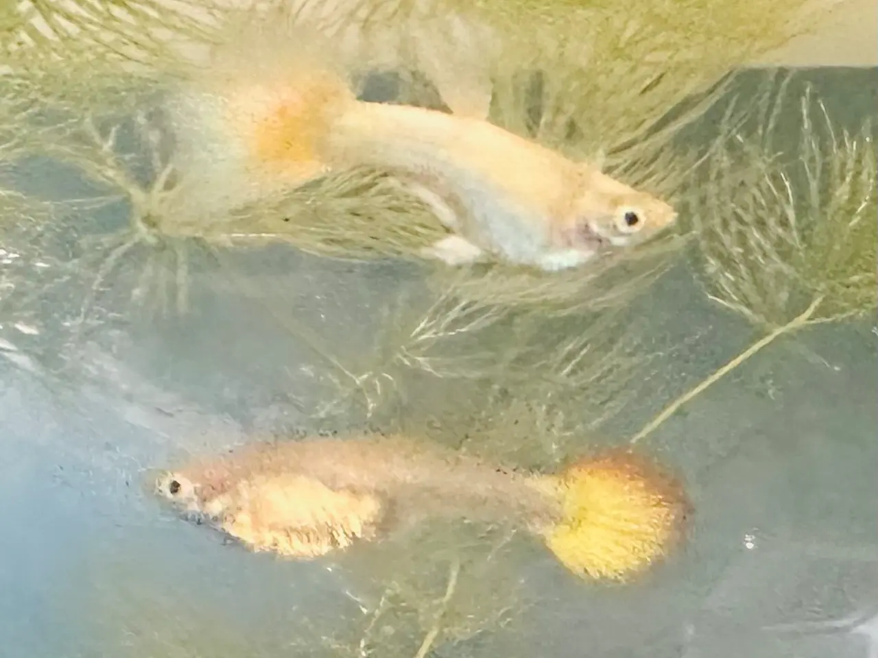 Billede 11 - Renstammede guppyer mange forskellige stammer