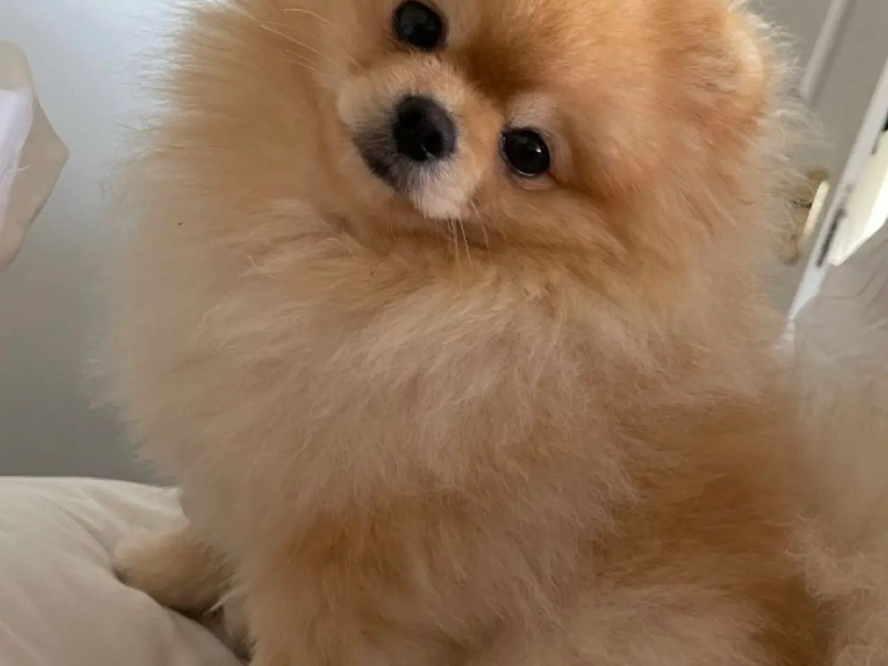 Billede 3 - SØGER POMERANIAN