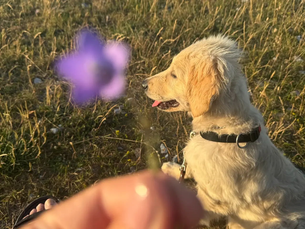 Billede 6 - Fantastisk kærlig Golden doodle