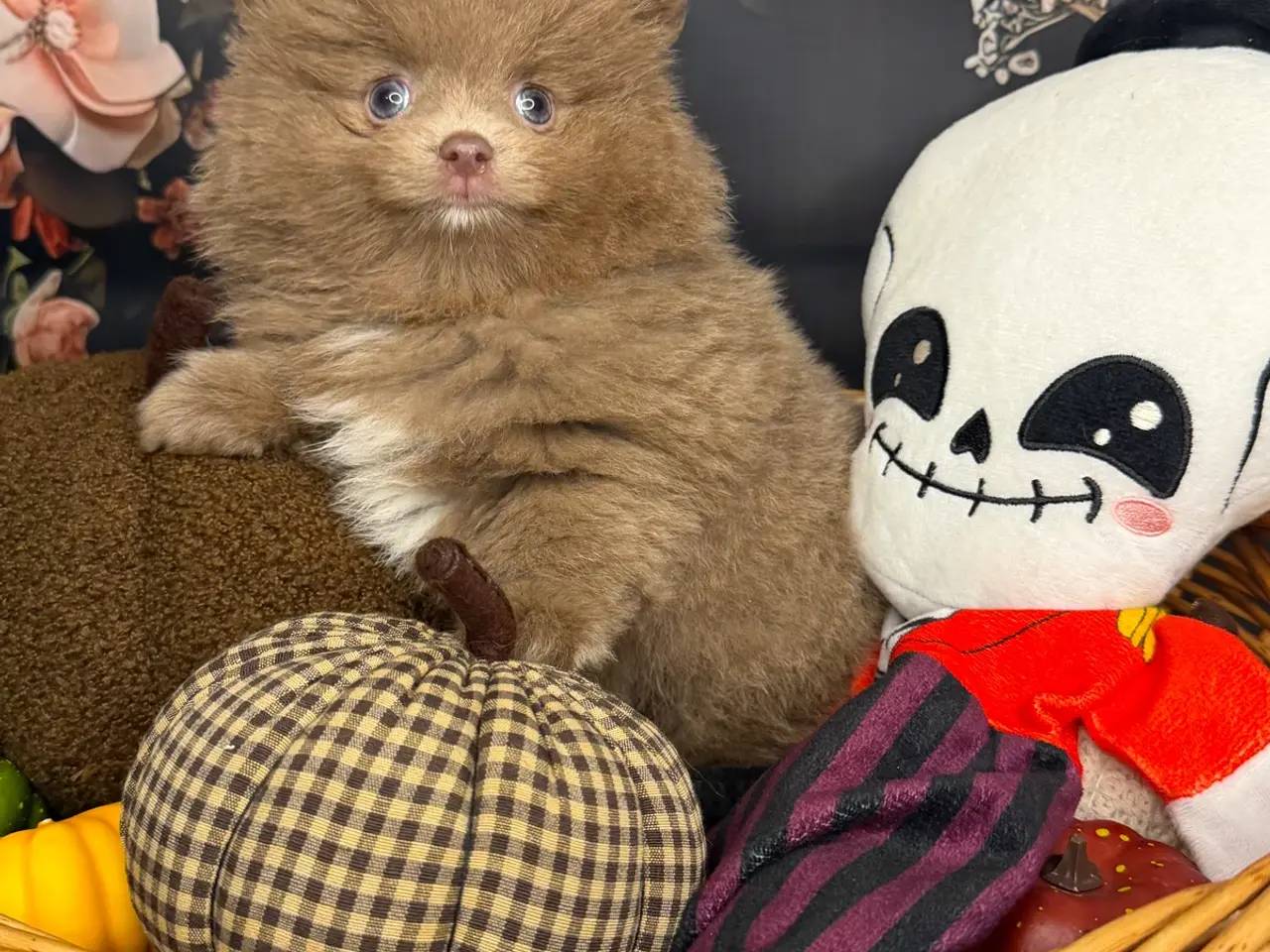 Billede 17 - 🐾💙 3 SMUKKE POMERANIA-DRENGE 💙🐾