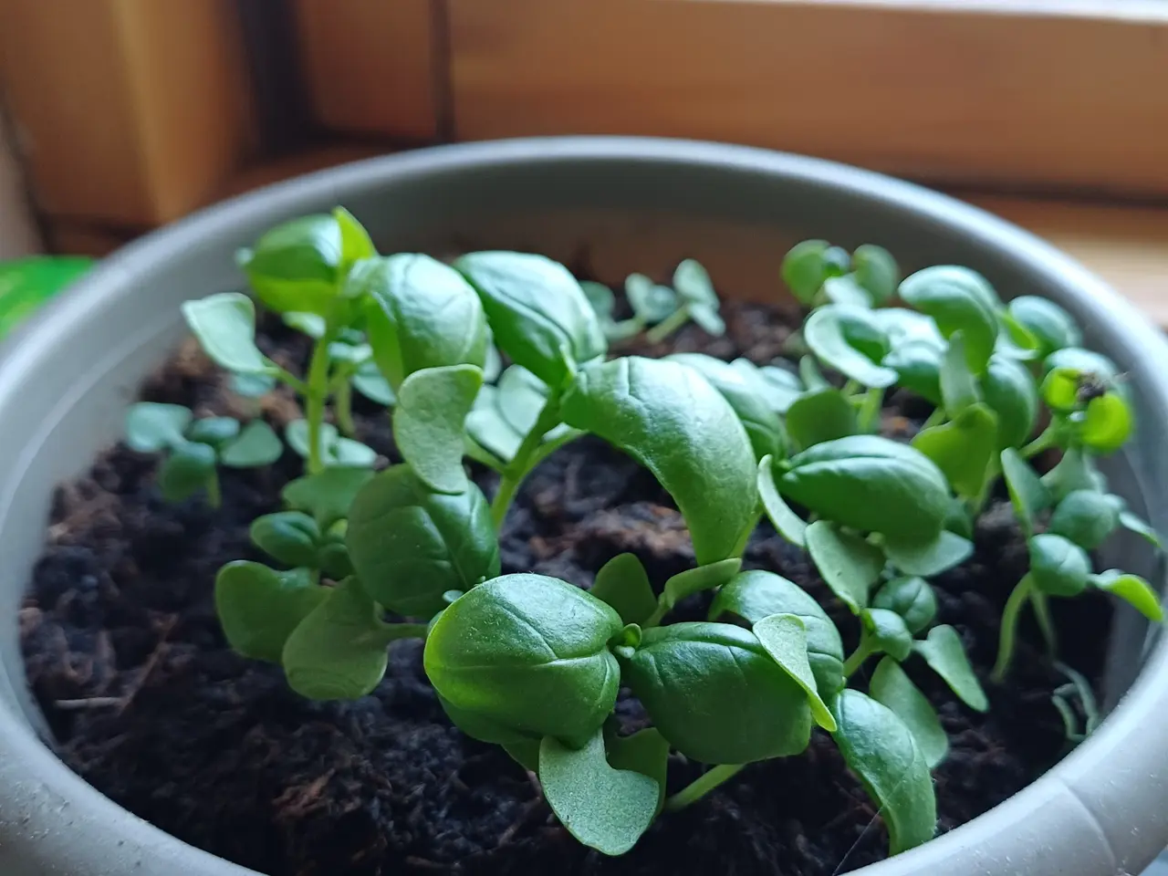 Billede 4 - Tomatplanter, peberfrugt, Basilikum mm