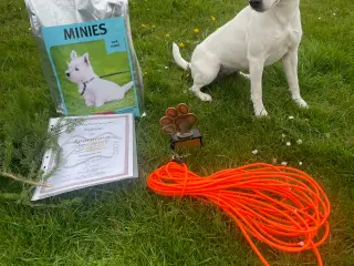 Jack Russel Hvalpe