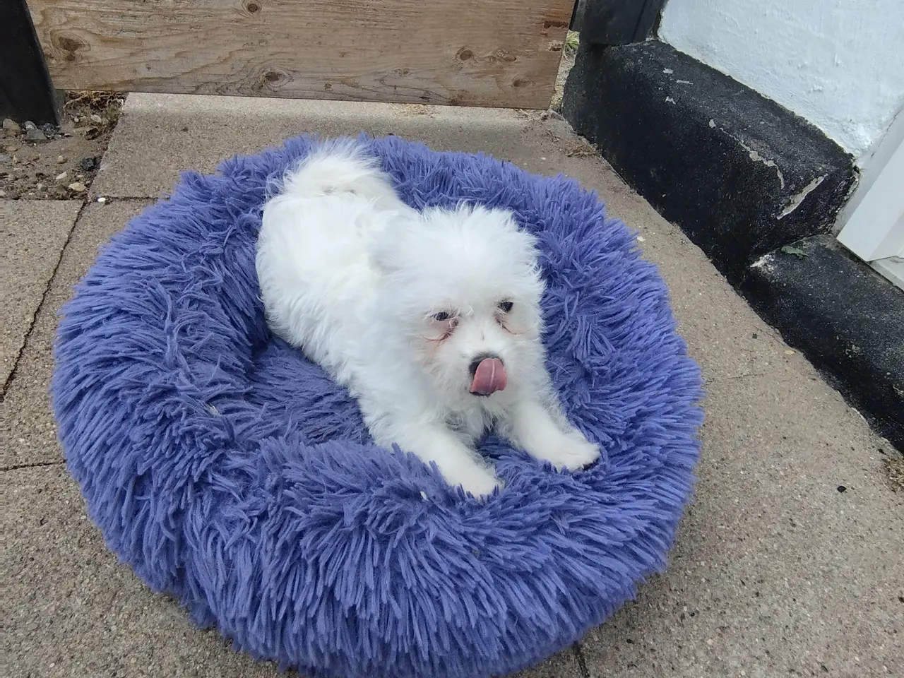 Billede 3 - Malteser/coton de Tulear hvalpe