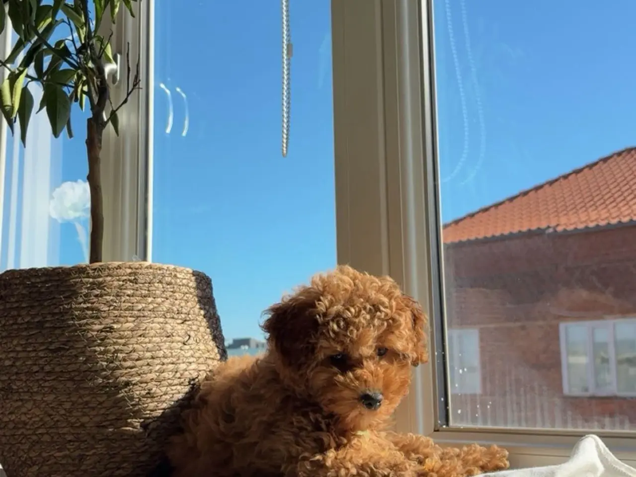 Billede 8 - Hanhund tilbydes til avl