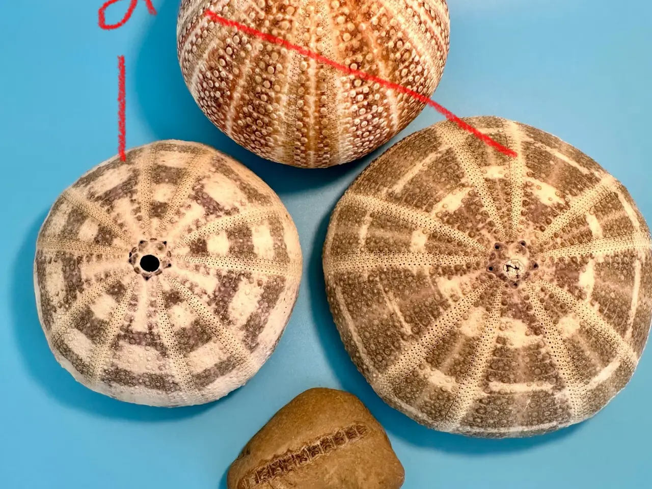 Billede 3 - Konkylier, søpindsvinskaller, fossil sælges