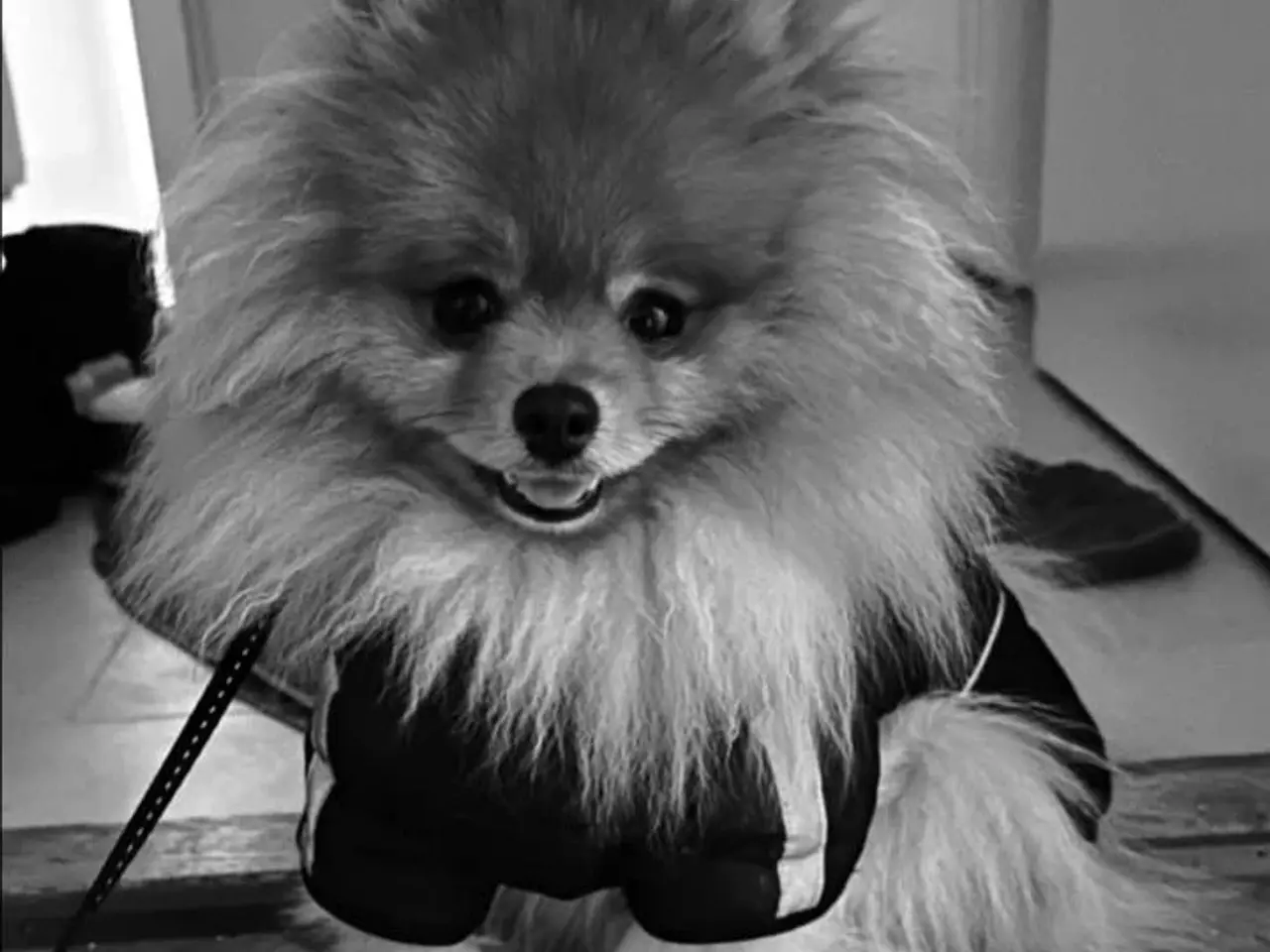 Billede 7 - Avle klar mini Pomeranian 