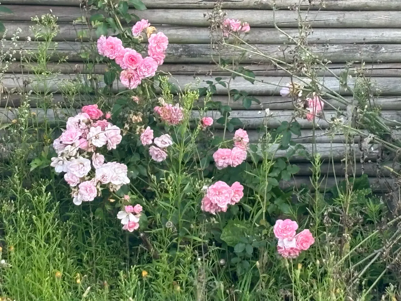 Billede 6 - Planter, buske, træer m.m.
