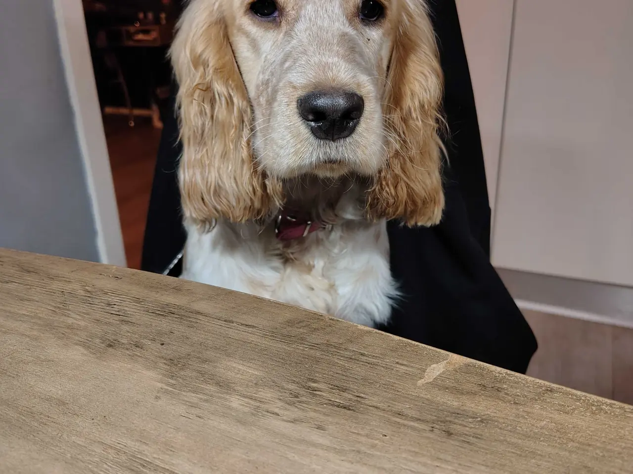 Billede 2 - Cocker Spaniel