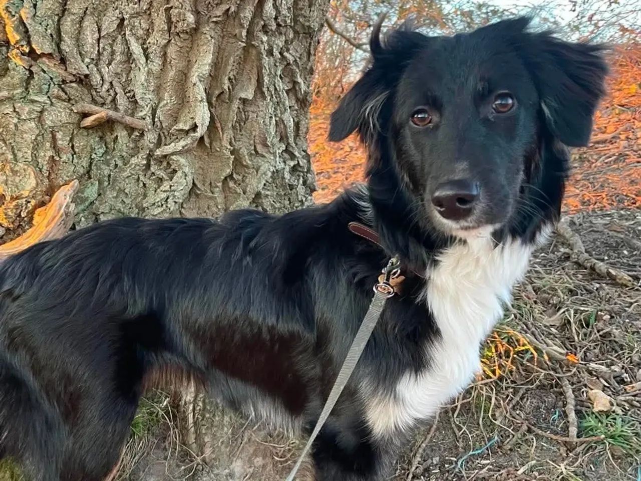 Billede 1 - Skønne Kamille søger nyt hjem 🐶