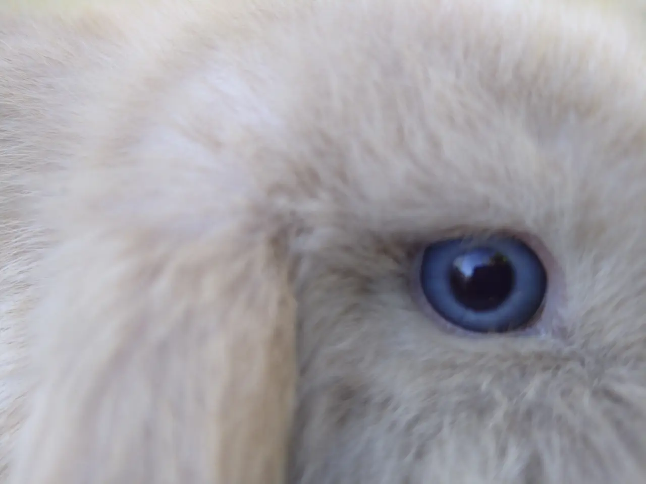 Billede 1 - 2 Mini Lop UK søstre