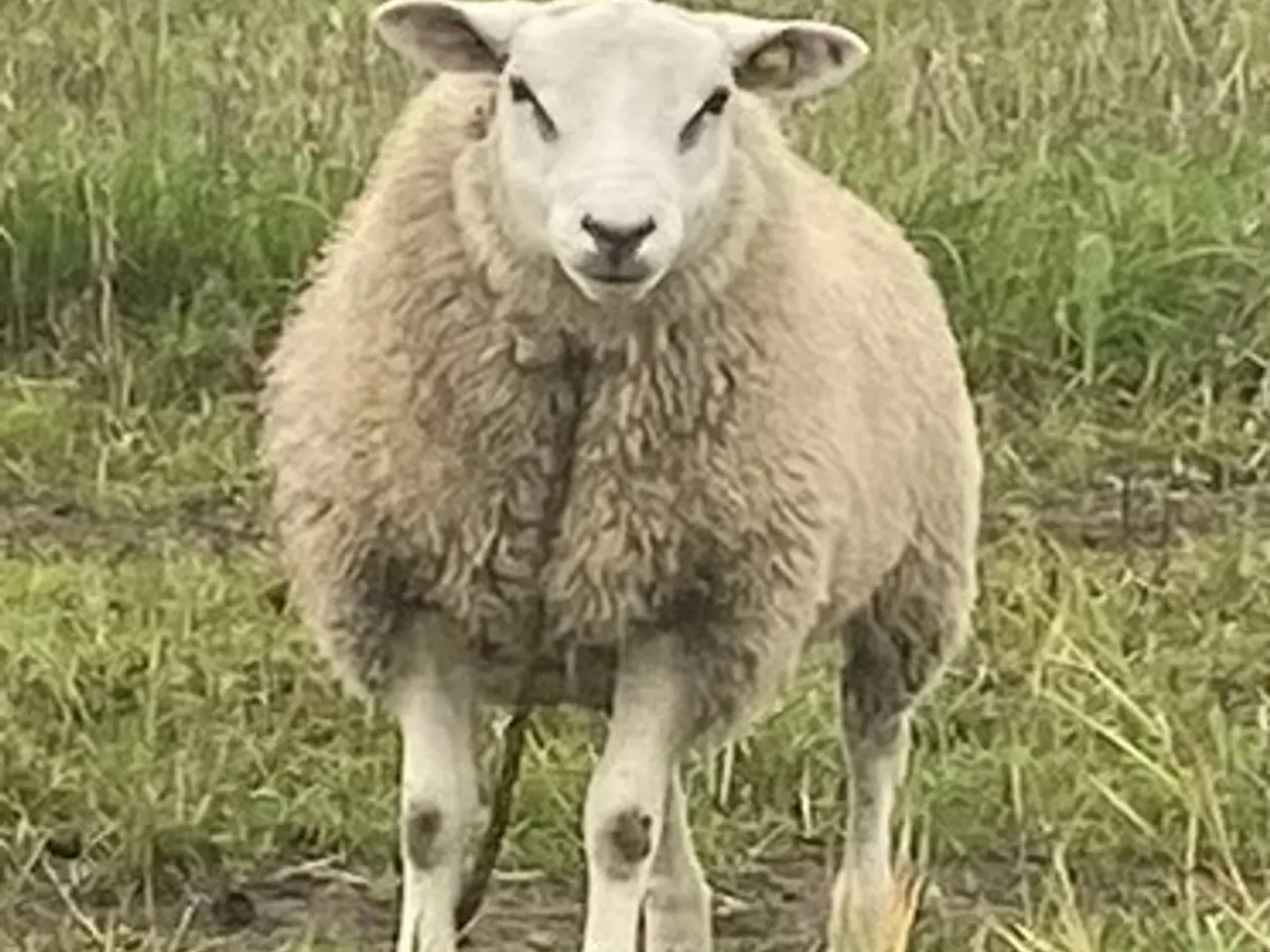 Billede 3 - Avls vædder - race Texel