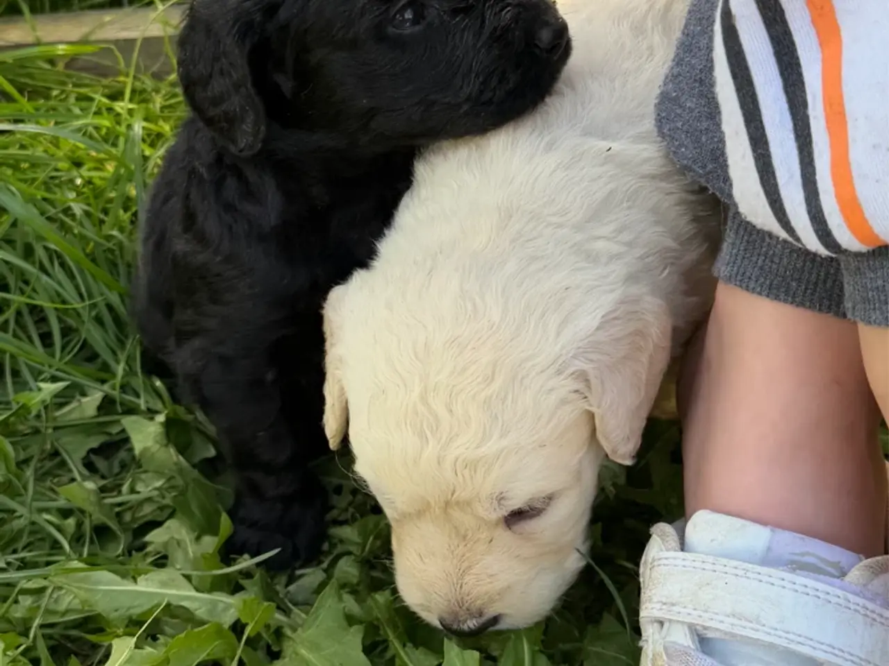 Billede 13 - Smukke Golden Doodle hvalpe
