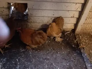 chokin dvæg 