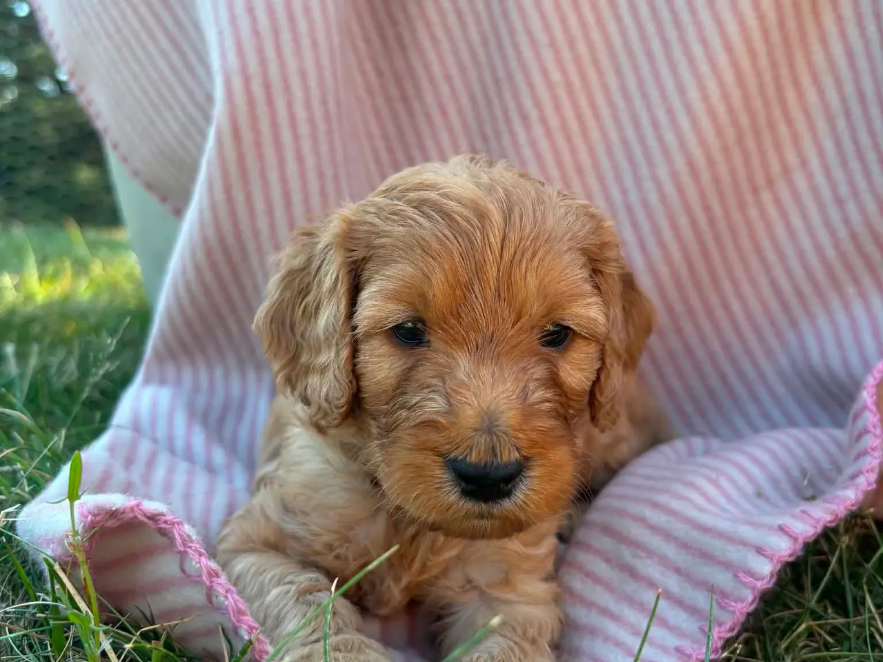Billede 5 - Cockapoo/cockerpoo hvalpe fra stueopdræt ❤️