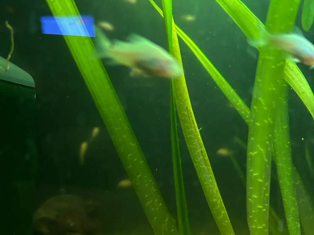 Billede 5 - 🐟⚪️ Albino pansermaller – 3-4 cm Premium | Viby J