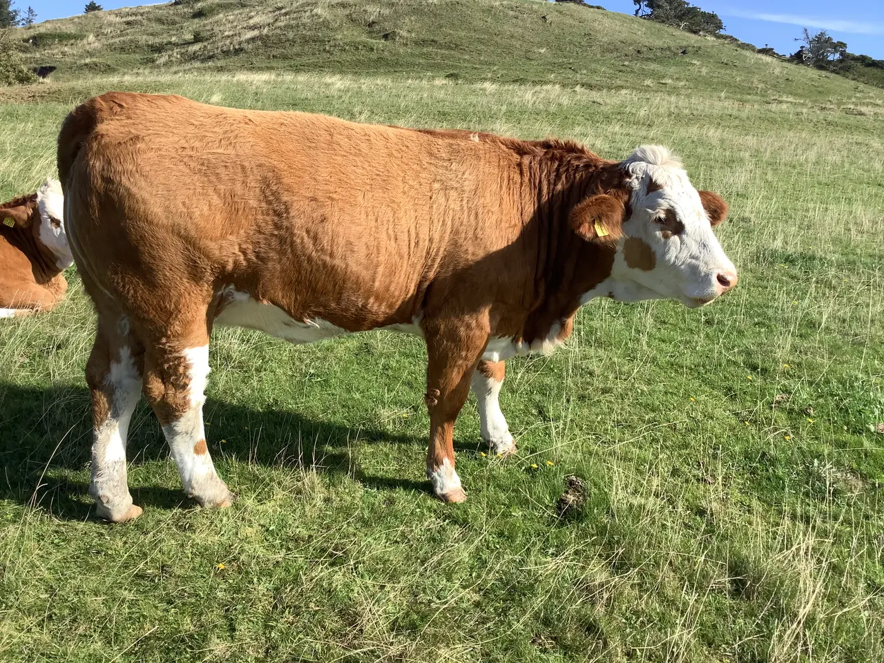 Billede 1 - Simmentaler løbekvier