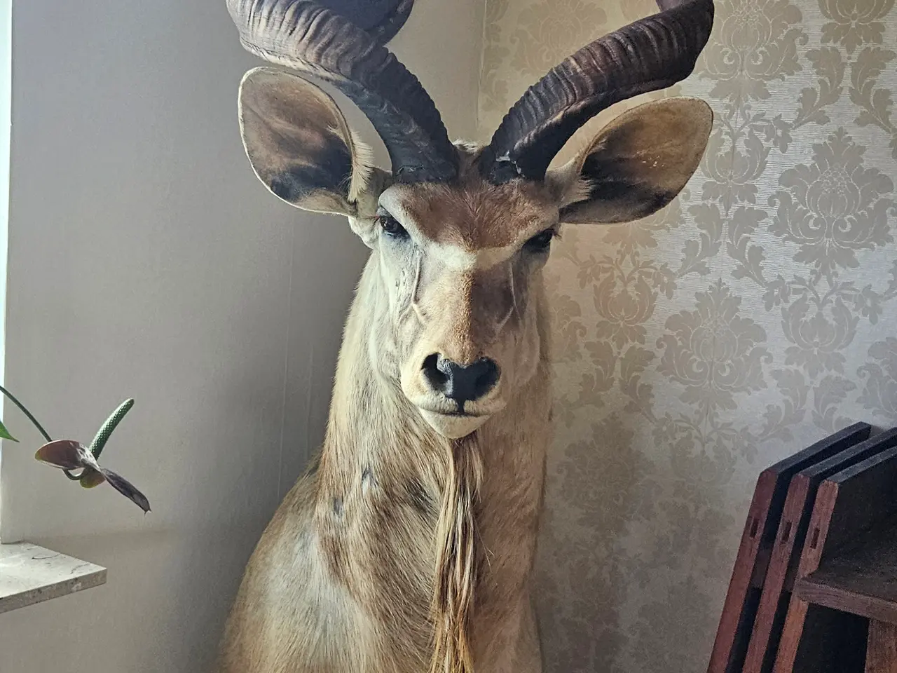 Billede 3 - Jagttrofæ Kudu