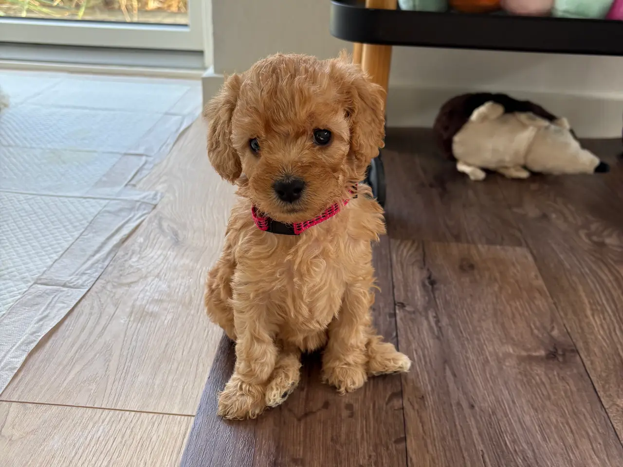 Billede 2 - Doodle hundehvalpe til salg🐶