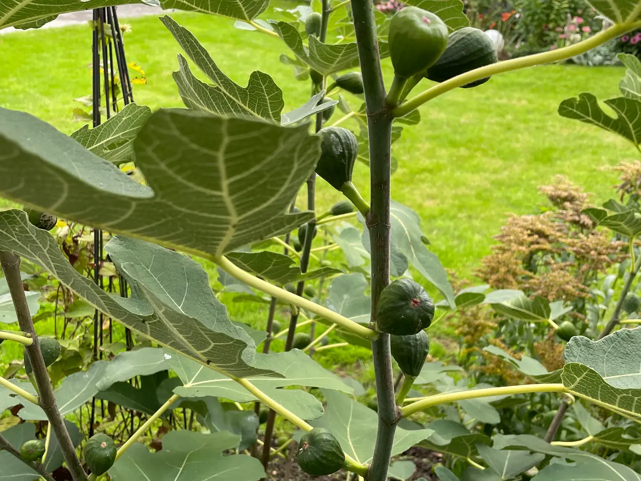 Billede 2 - Stor figenplante