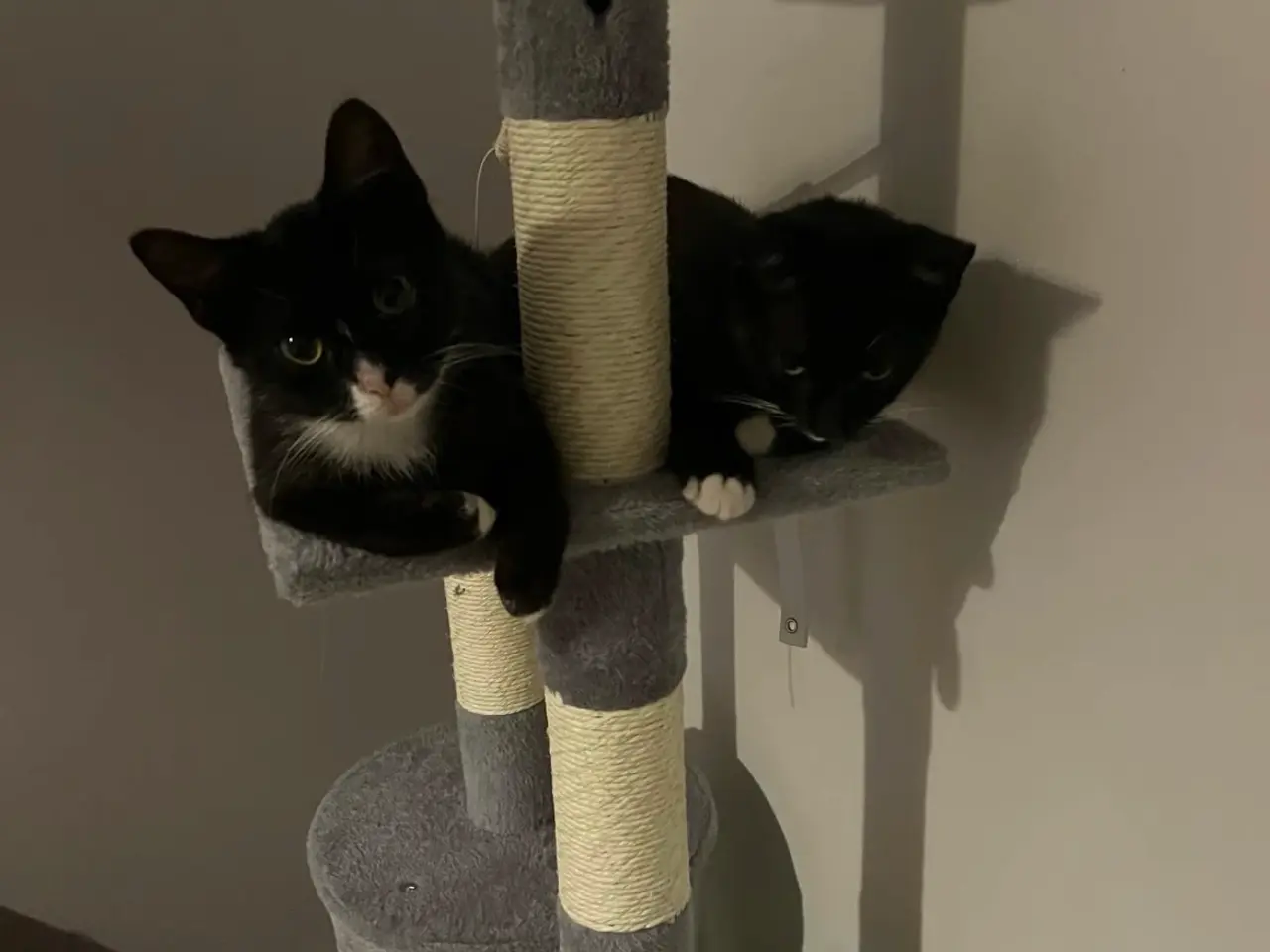 Billede 2 - Sort og hvid kat
