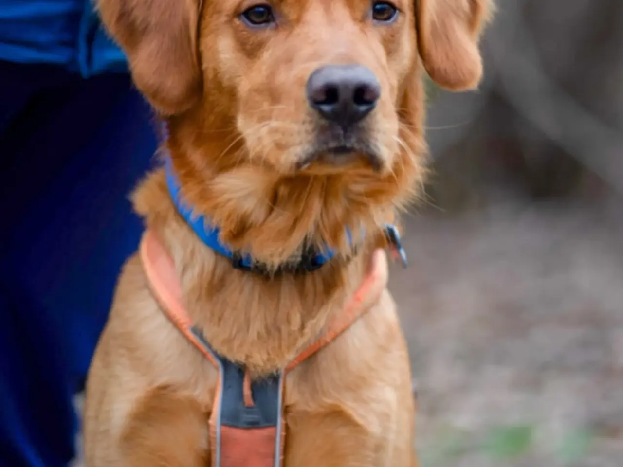 Billede 1 - Golden Retriever Stamtavle tilbydes til avl