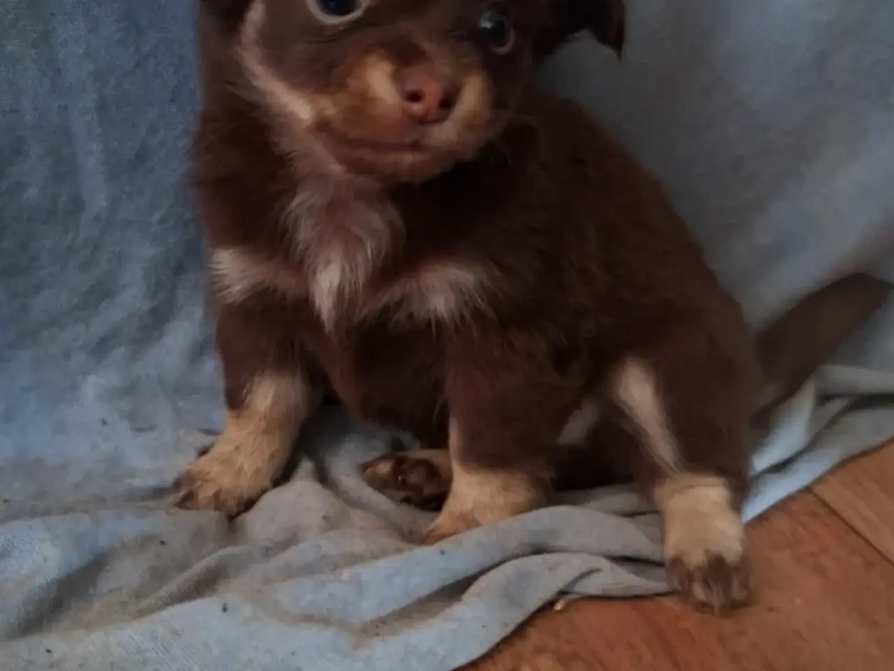 Billede 1 - Langhåret Chihuahua hvalpe
