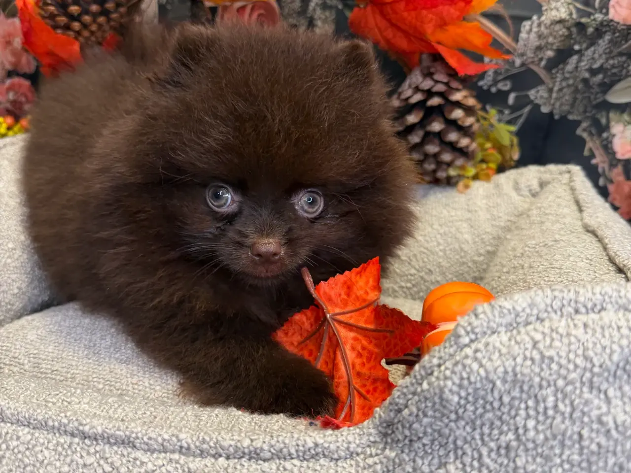 Billede 1 - 🐾💙 2 SMUKKE POMERANIA-DRENGE 💙🐾
