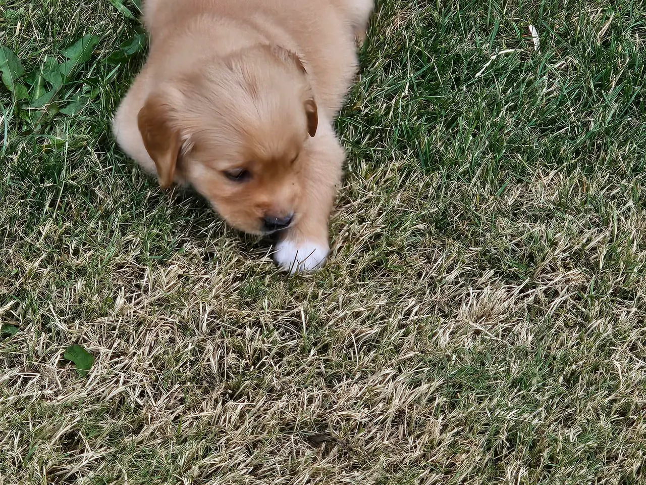 Billede 14 - Mørke Golden Retriever hvalpe