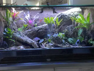 Glas Terrarier