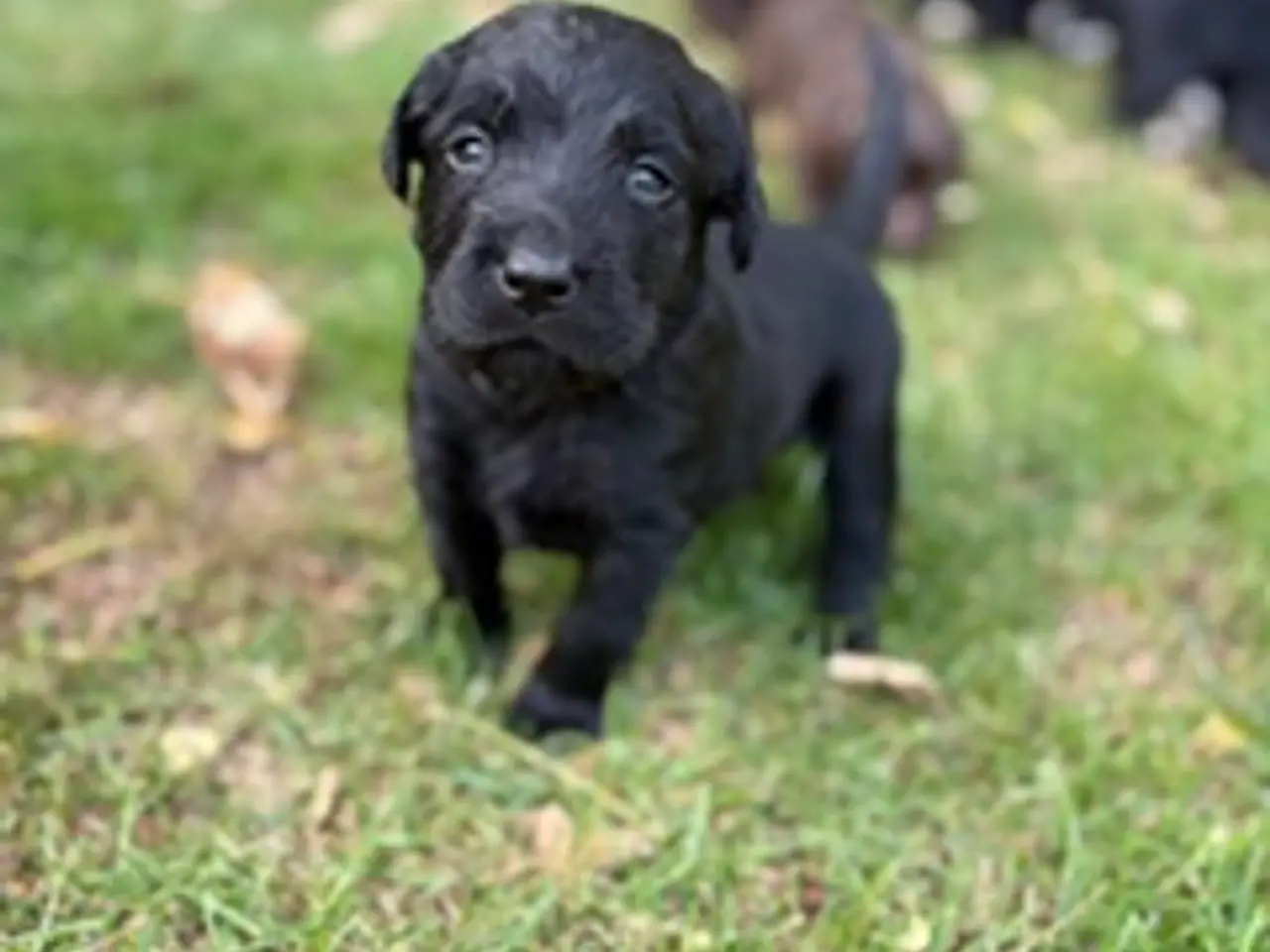 Billede 9 - Helt fantastiske Labradoodle sælges
