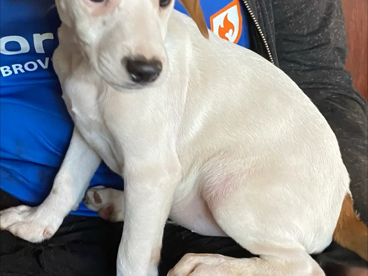 Billede 1 - Hundehvalpe Dansk/svenskgårdhunde