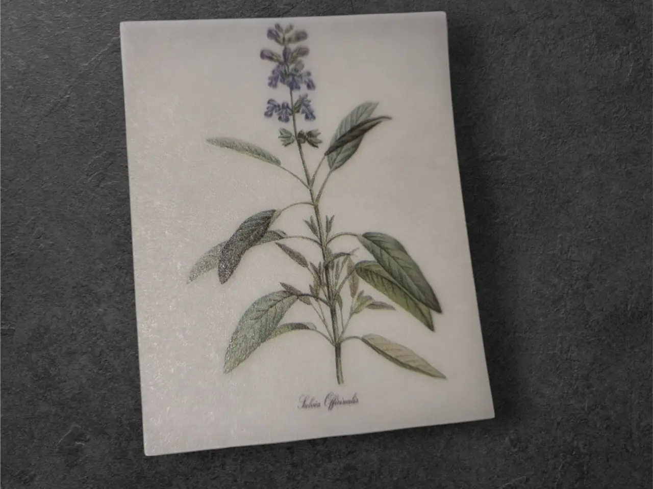 Billede 1 - Salvia Officinalis – Elegant Botanisk Illustration