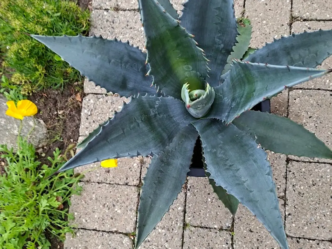 Billede 2 - Flot Agave