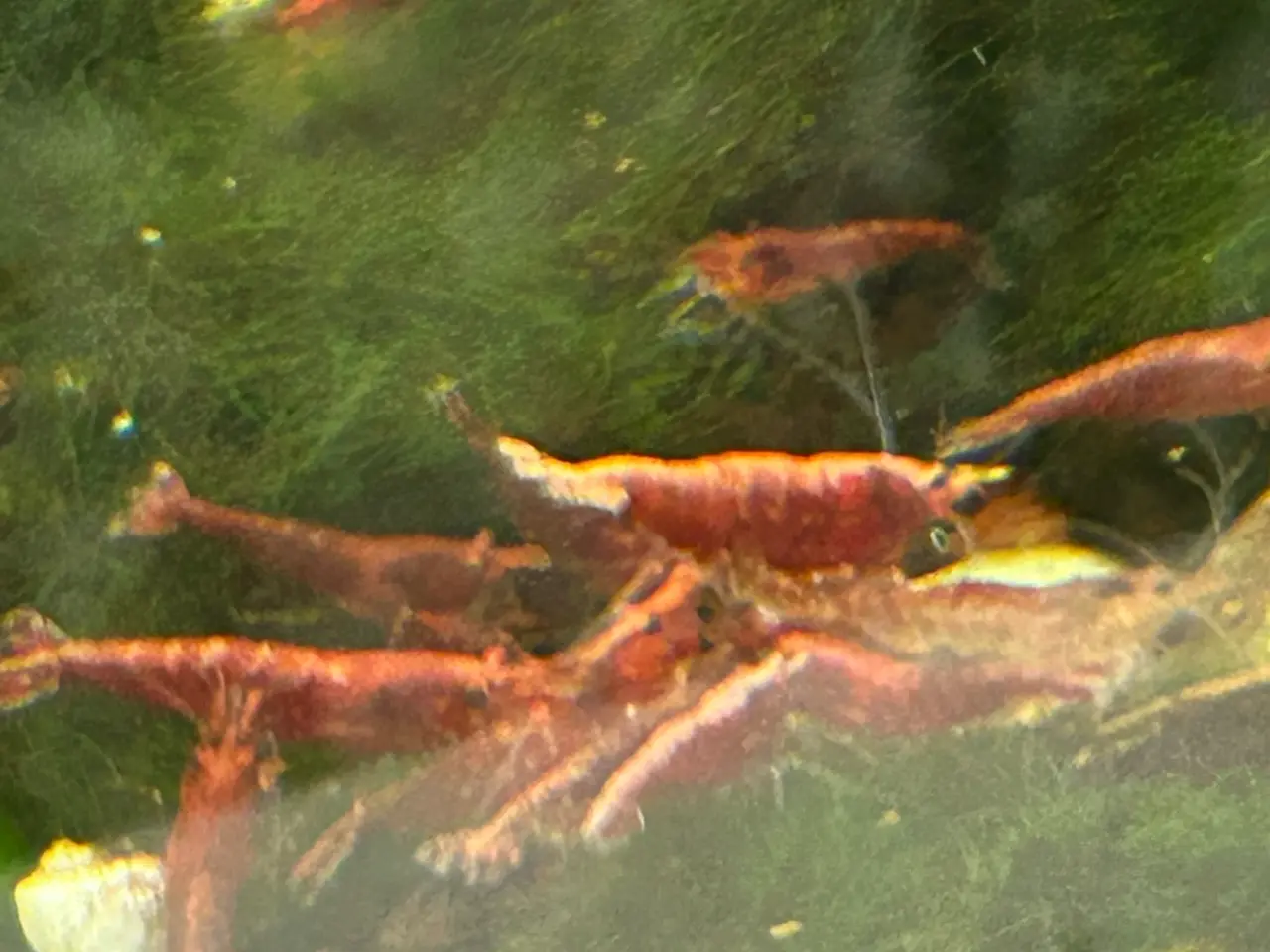 Billede 1 - 🦐🍒 Flotte Røde kirsebærrejer – Viby J